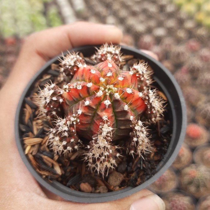 kaktus ownroot gymno miha thailand