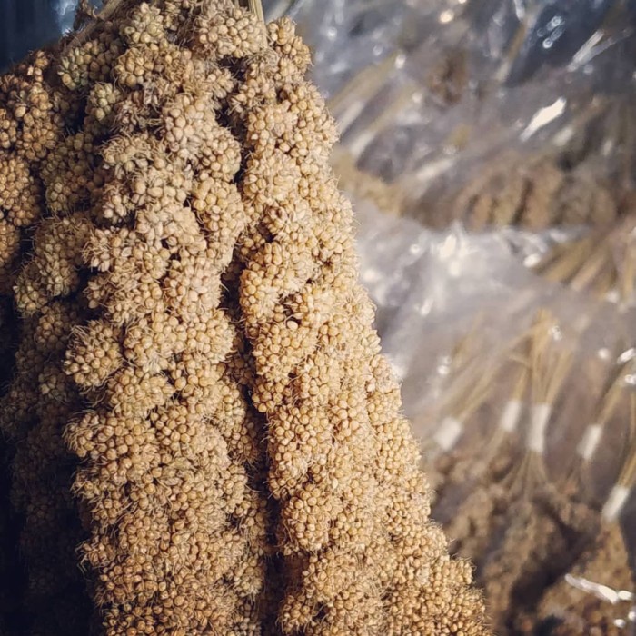 

ds201fs Jewawut Spray Millet 100Gram Dscscv