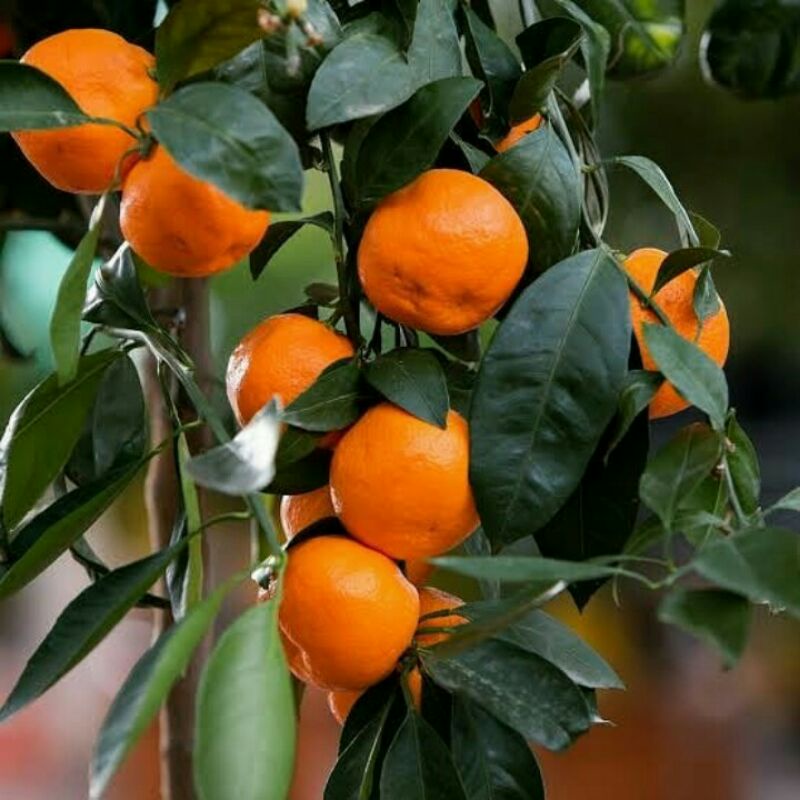 Bibit Jeruk Ponkam Mandarin Super