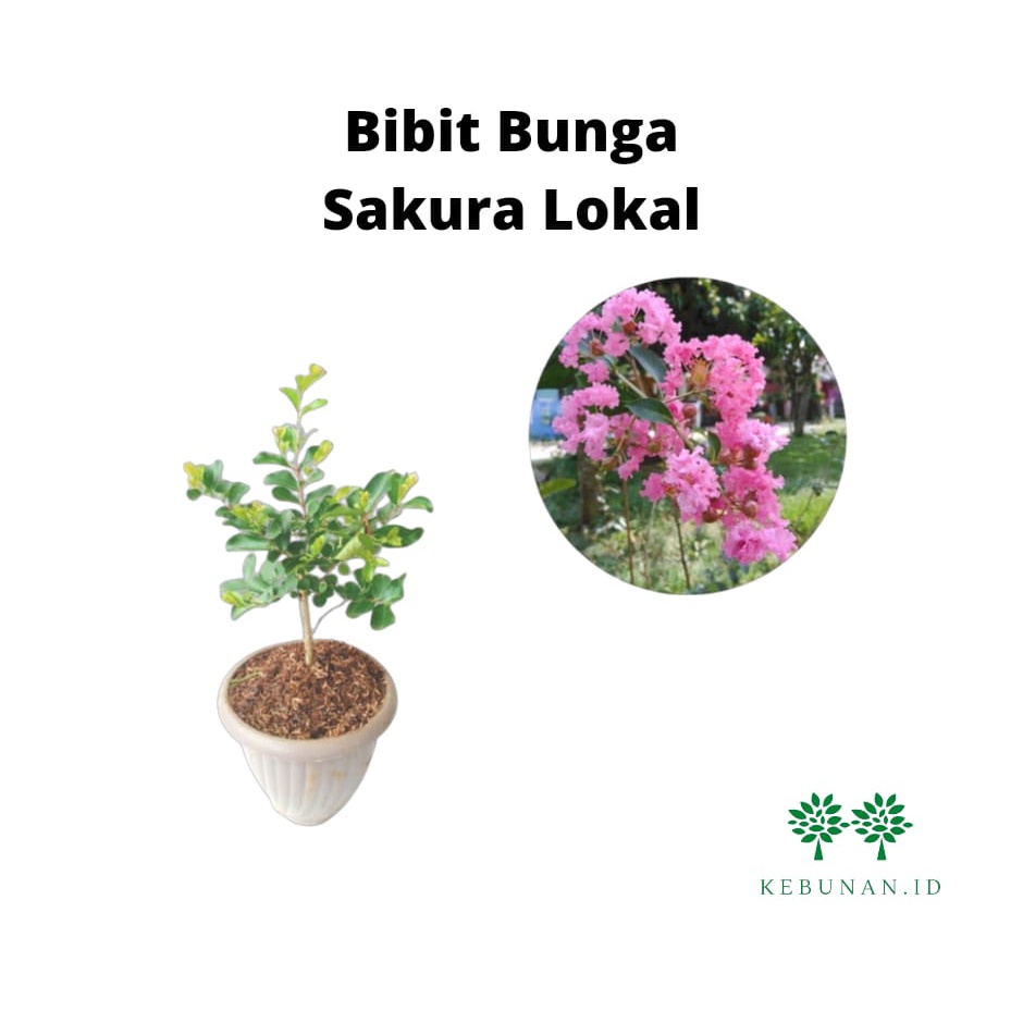 Bibit Sakura Lokal/Bunga Sakura Lokal (bangkok)