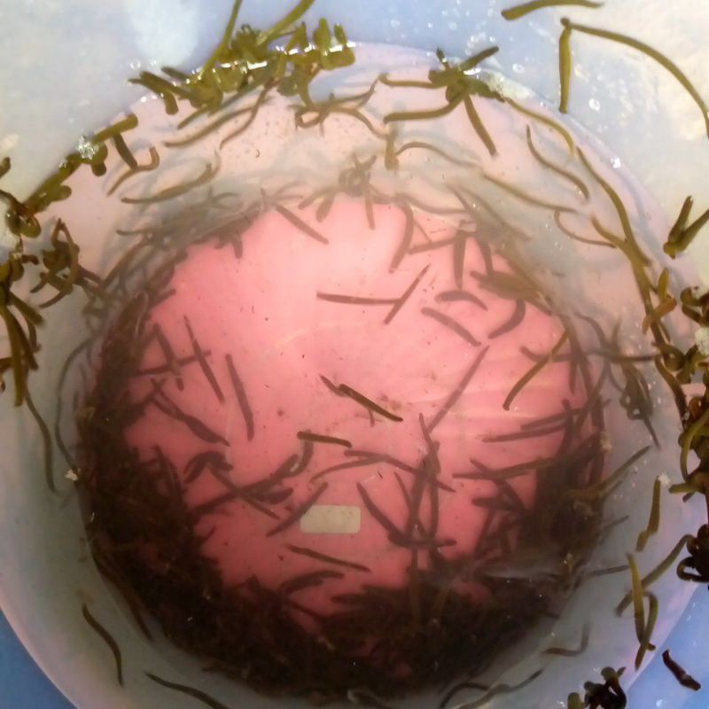 lintah terapi Lintah hidup ukuran BEBI BEBI