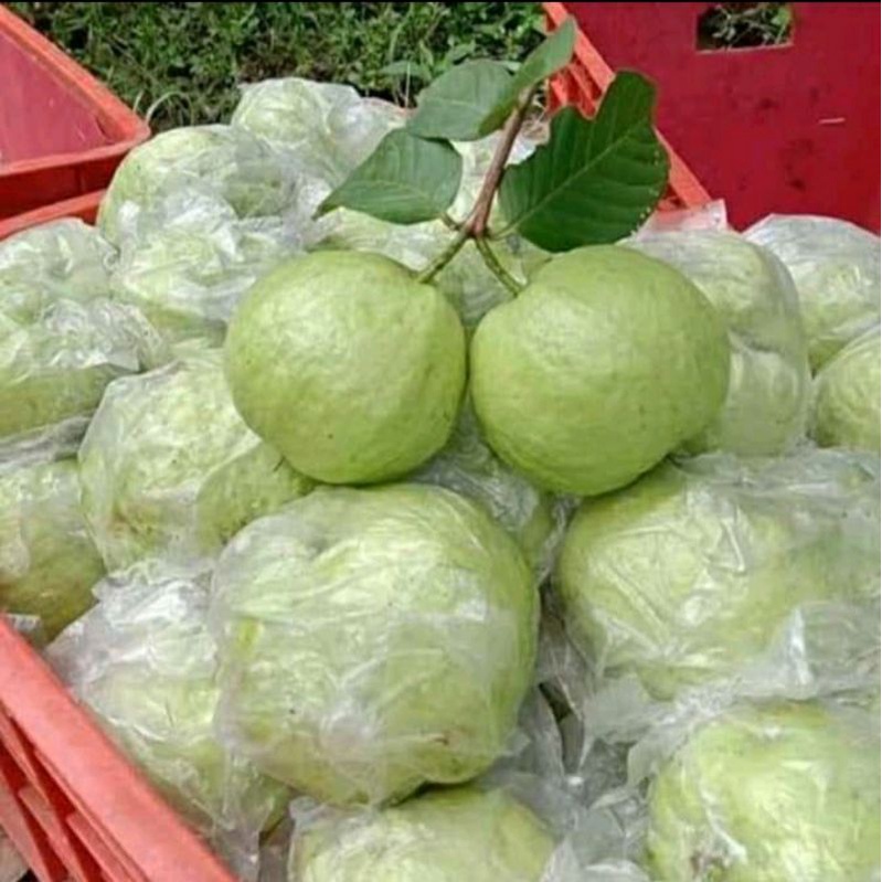 

jambu kristal