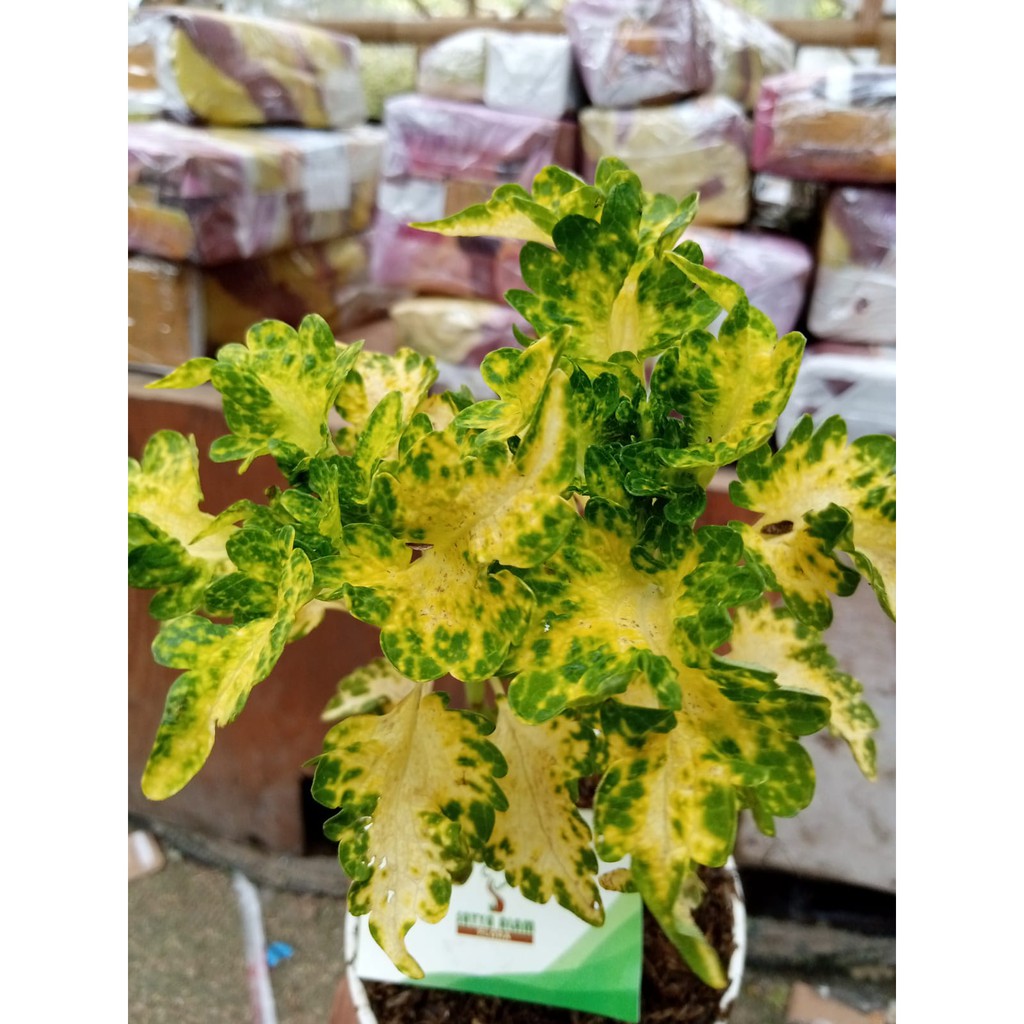 tanaman hias bunga miana kuning/miana coleus/ miana iler
