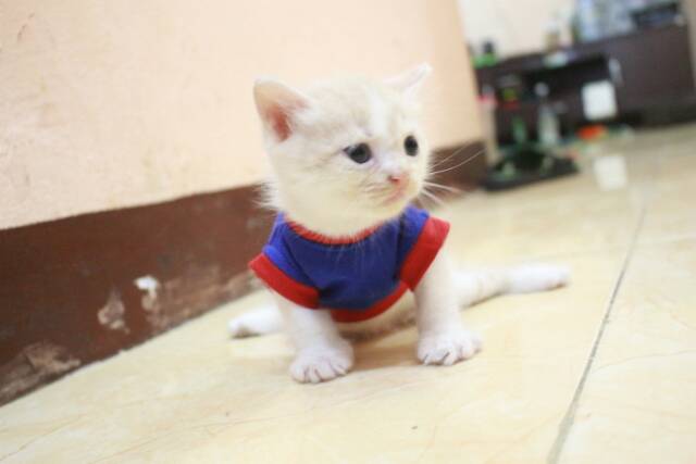 Kaos imut warna biru merah lucu untuk kucing dan anjing / baju kucing murah terlaris size S M L XL