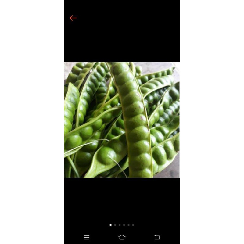 sayuran petai 1 ikat (sepuluh pcs)