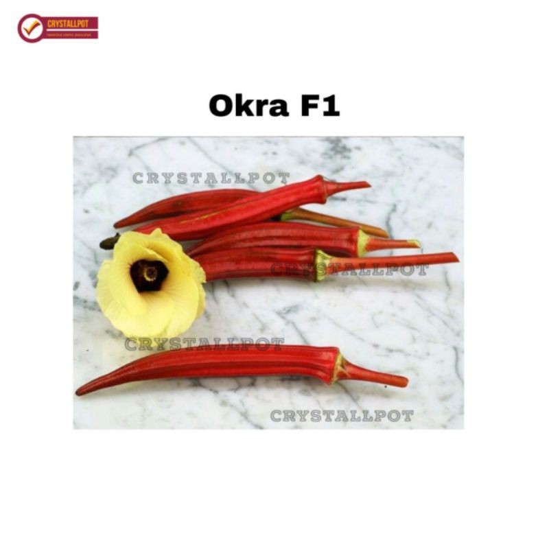 benih bibit okra merah carmine splendor known you seed - KYS CARMINE SPLENDOR