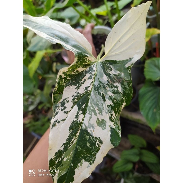 syngonium albo