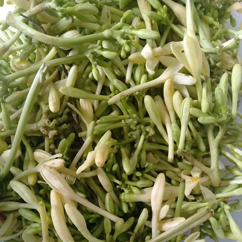 

Bunga Pepaya segar