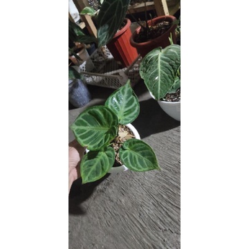 anthurium dorayaki silver