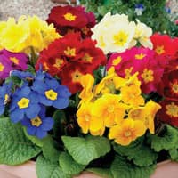 Benih Bibit Biji - Bunga Polyanthus Large Flowered (Polyanthus elatior) Mixed Flower Seeds - IMPORT