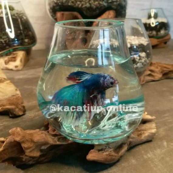 Aquarium Ikan cupang size M aquarium guppy terarium mini aquascape pot sukulen aquarium akar kayu