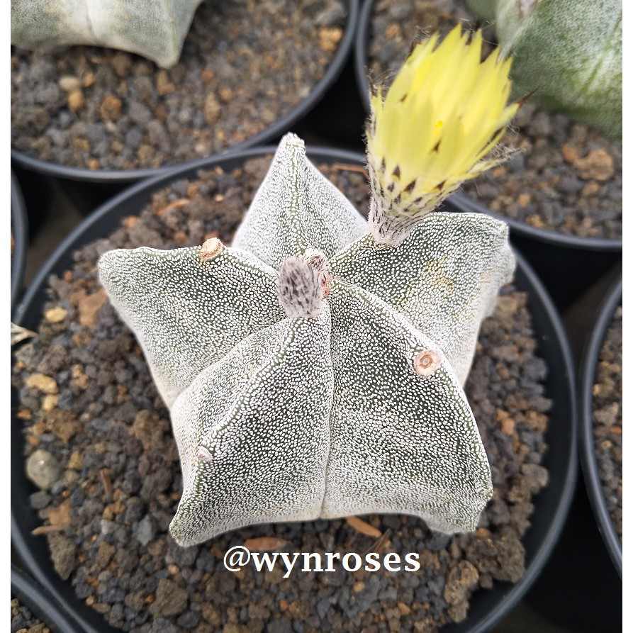 Astrophytum Myriostigma