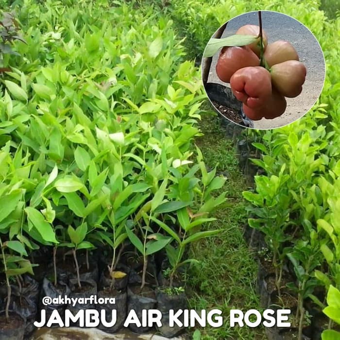 Bibit Jambu Air King Rose Tanaman Buah Jambu Air King Rose Bibit