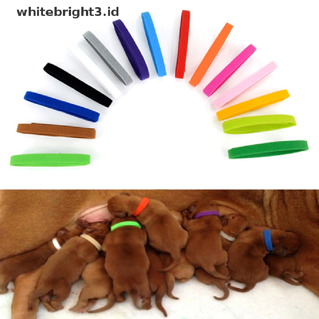 {whitebright3.id} 12 Pieces/Set Puppy Newborn Pet Recognition Collar Kitten Necklace Puppy Collar ,