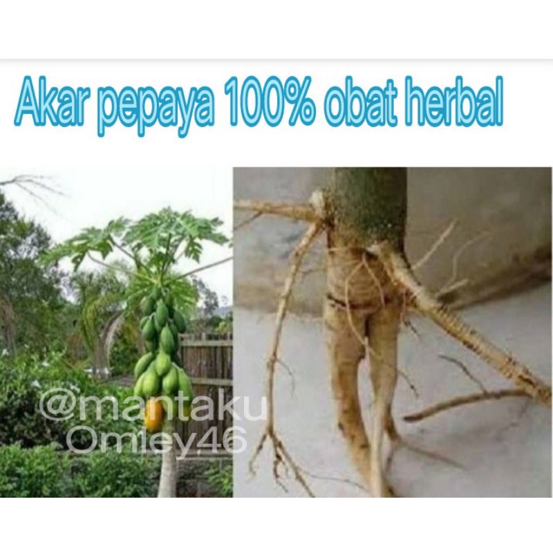 

akar pepaya segar 500g obat herbal