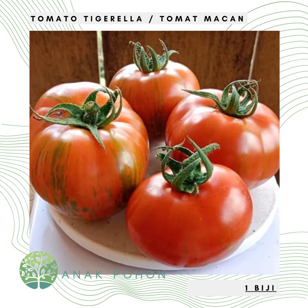 Benih Bibit Biji - Tomato Tigerella / Tomat Macan Belang Seeds