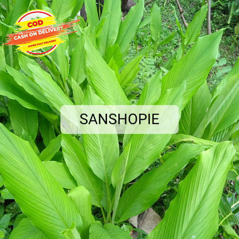 

Daun kunyit kuning segar 500 gram