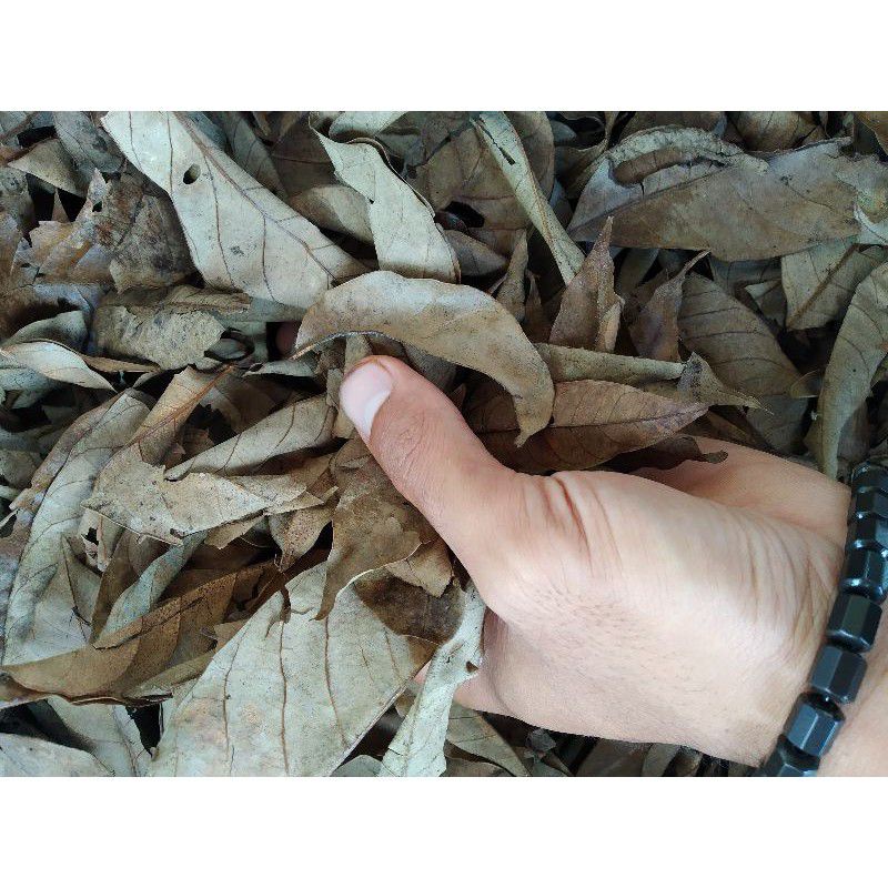 

Daun Pala Kering 100 Kualitas Super 100%Garansi Uang Kembali