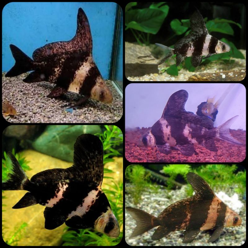 ikan chinese high fin untuk aquarium dan aquascape