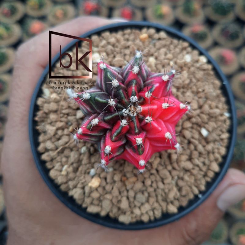 Kaktus Gymno miha variegata Thailand