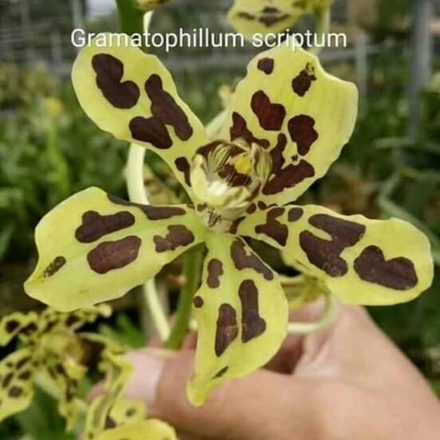 Anggrek Macan Grammatophyllum Scriptum Dewasa