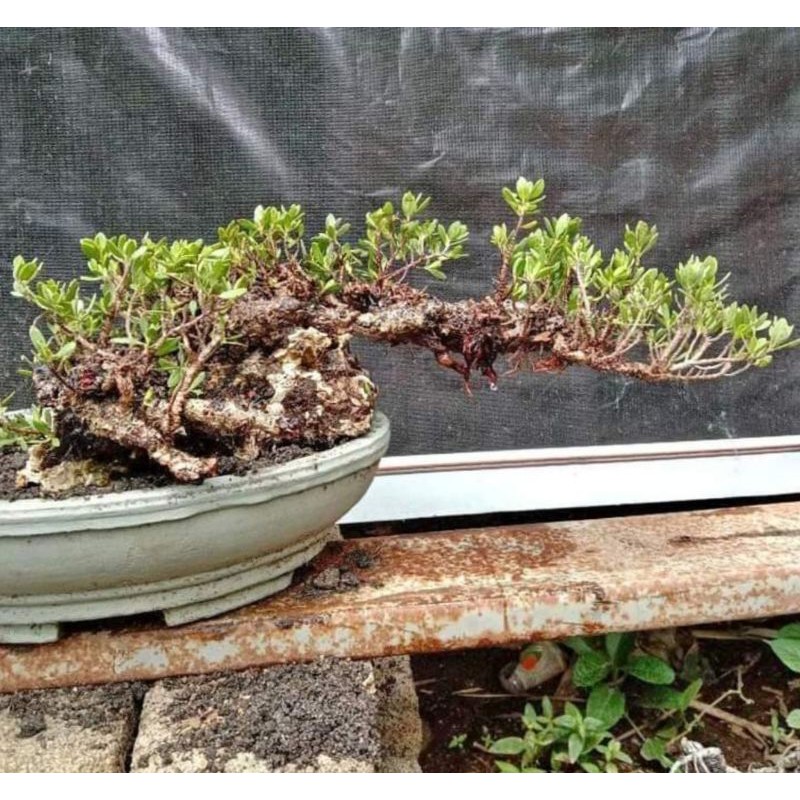 BAHAN BONSAI SANTIGI KARANG ON THE ROCK