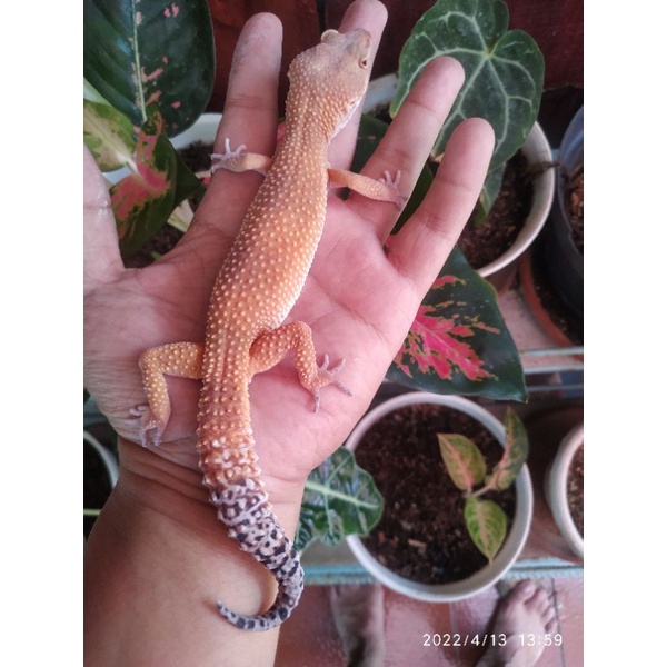 leopard gecko SHTCT ( Sunglow )