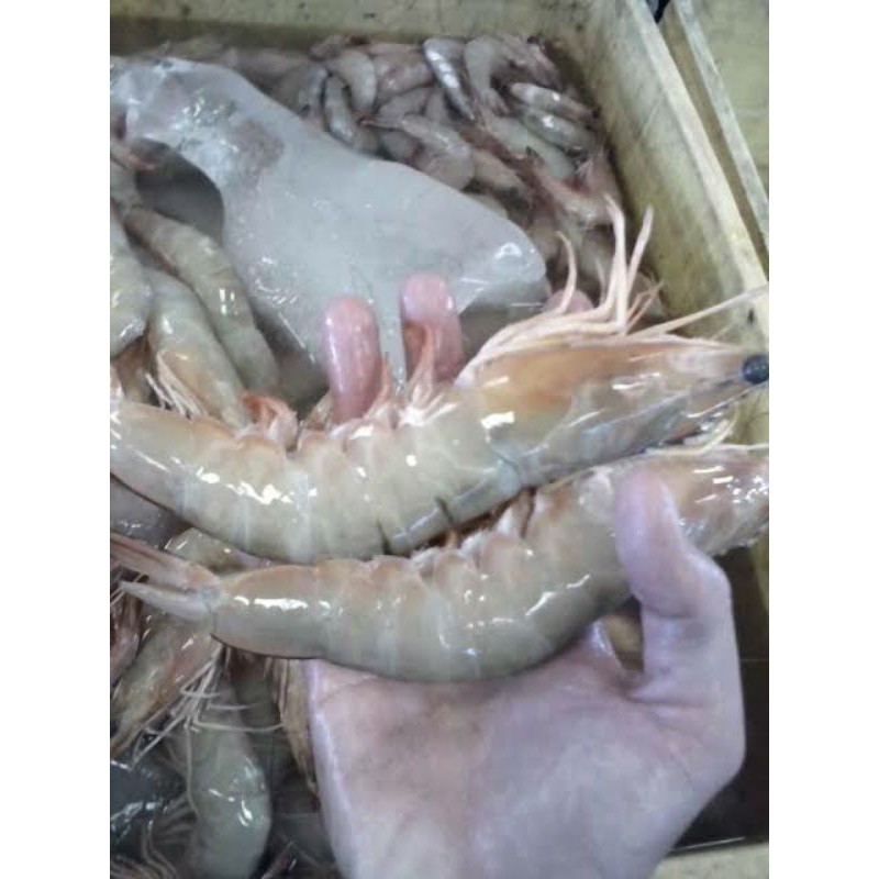 

udang