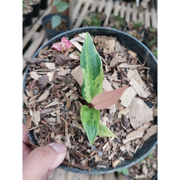 Tanaman bunga Anturium Jemani Rumpun Variegata / Anthurium jemani varigata
