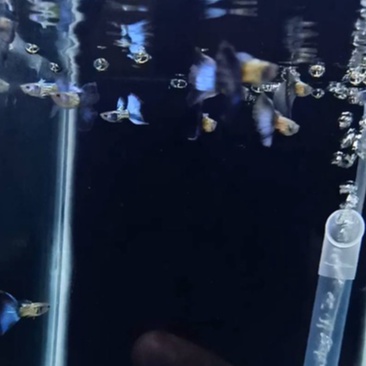 Guppy Metal Snakeskin Blue Tail (MSSBT)