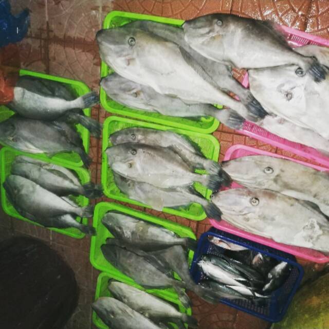

Ikan kapal selam
