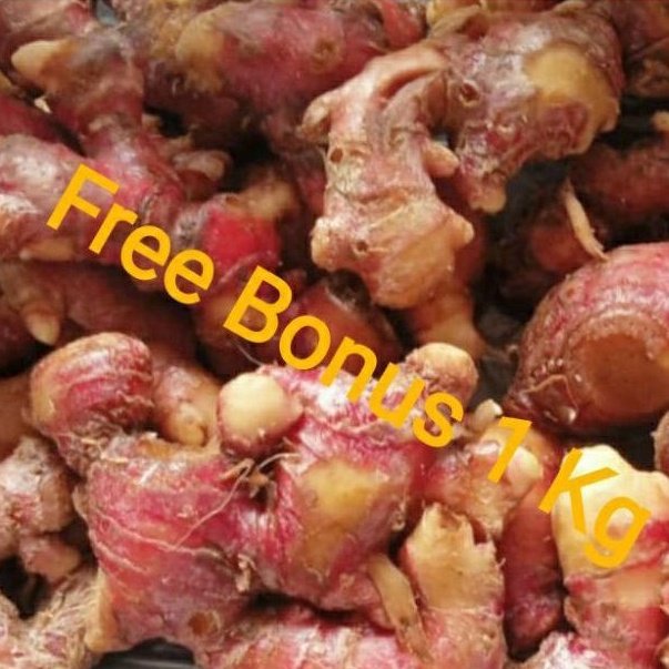 

Jahe Merah Bersih Fresh 1 kg + Gratis Bonus