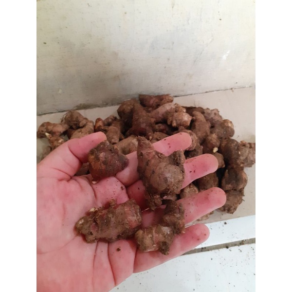 

Jahe Merah Size Kecil 1000gram