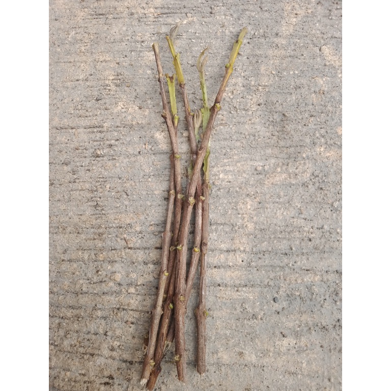 Entres / Batang Segar Jambu Biji Red Diamond