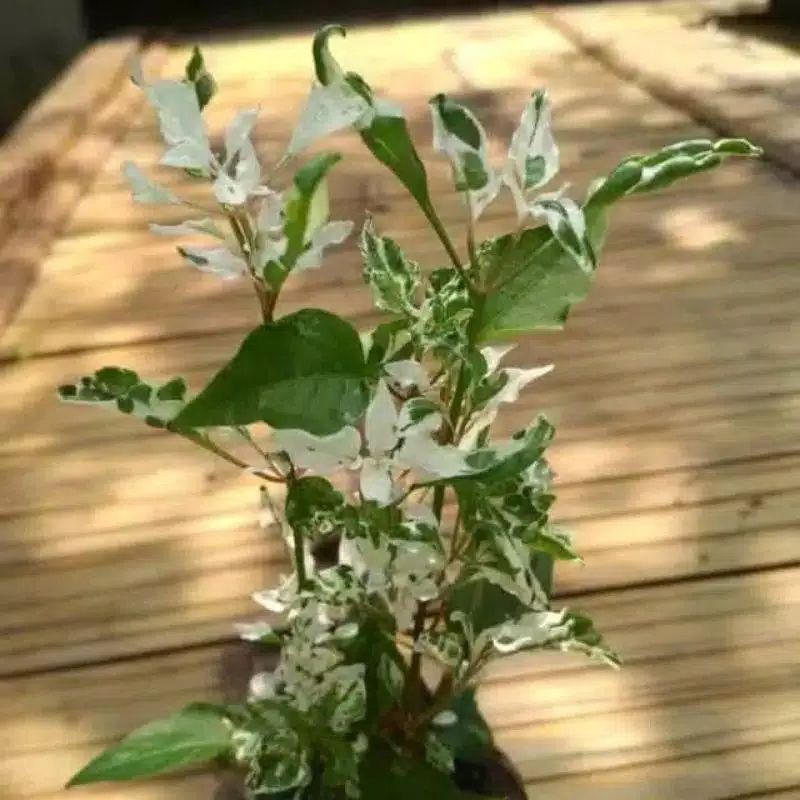 Pohon hias krokot salju - tanaman hias krokot - krokot