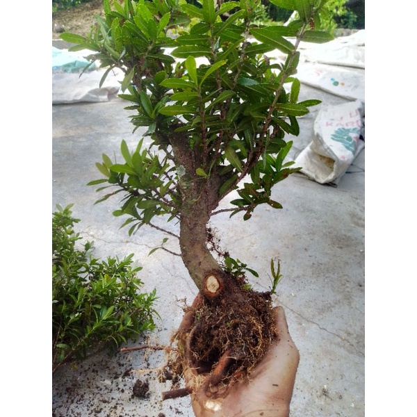 Bahan Bonsai Asoka Merah Mikro (Mumer)