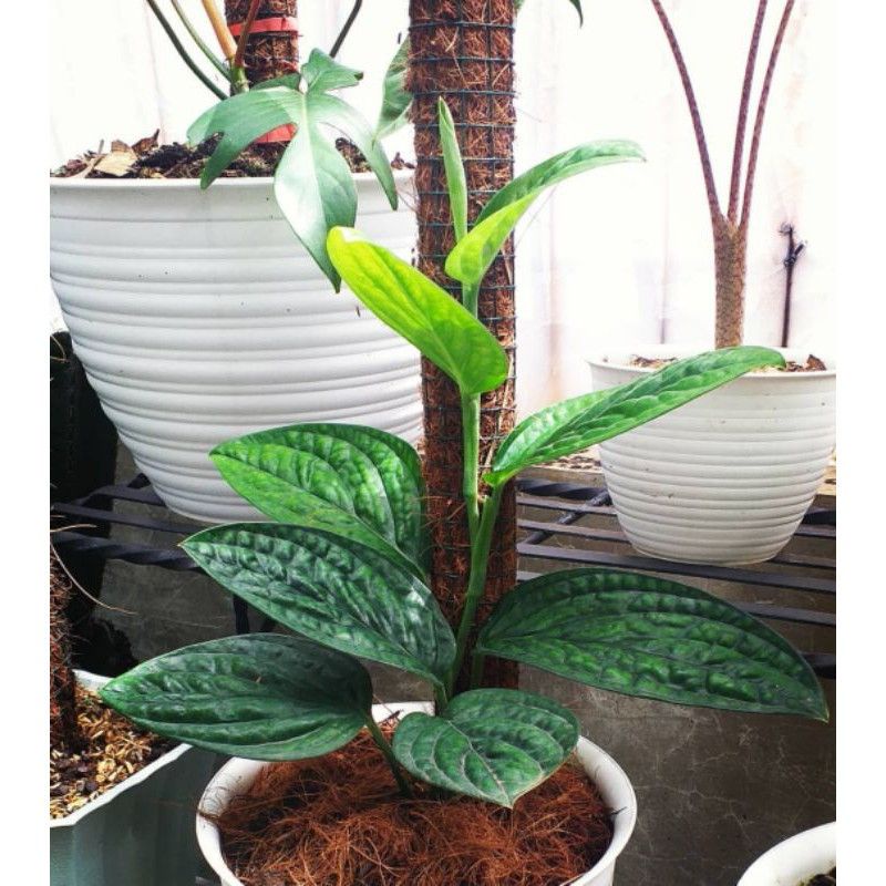 tanaman hias sirih badak - tanaman gatung sirih badak - tanaman indoor sirih badak