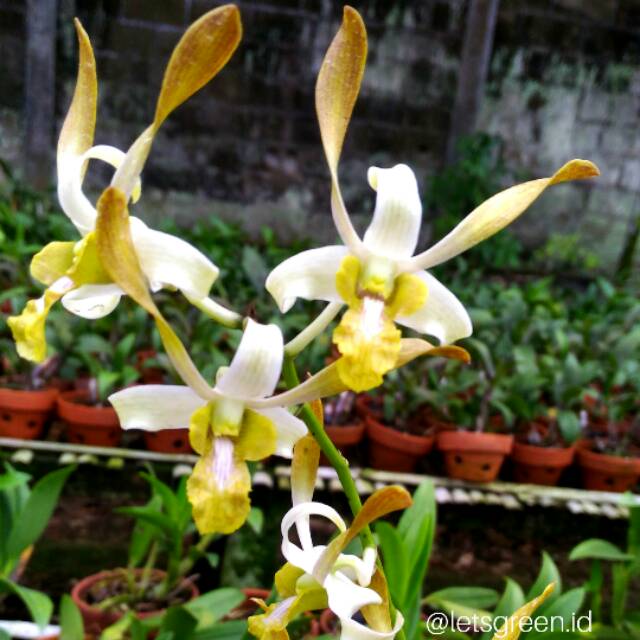 Anggrek Dendrobium Keriting Chan Chao