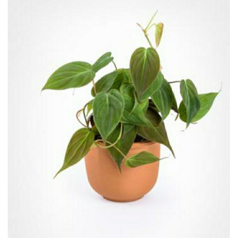 philodendron mican philo mirip melano