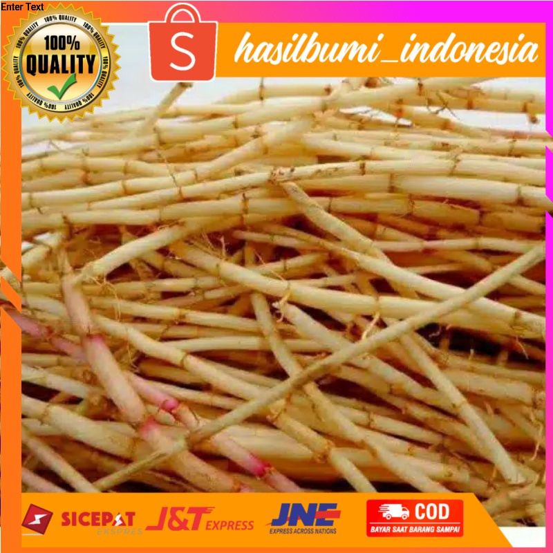 

Akar alang-alang segar 500gr