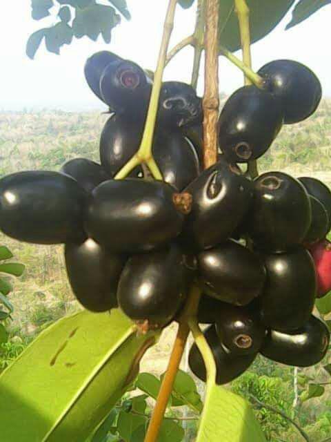 Benih Labu Baby Kabocha Pumpkin - Biji Bibit Buah