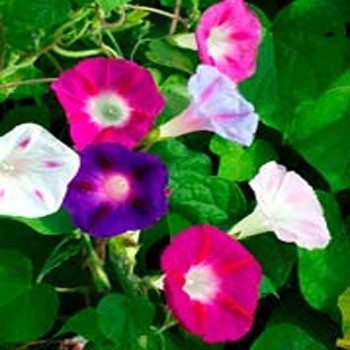 Benih Bunga MORNING GLORY MIXED 3 BIJI bibit bunga import F1 mr fothergills