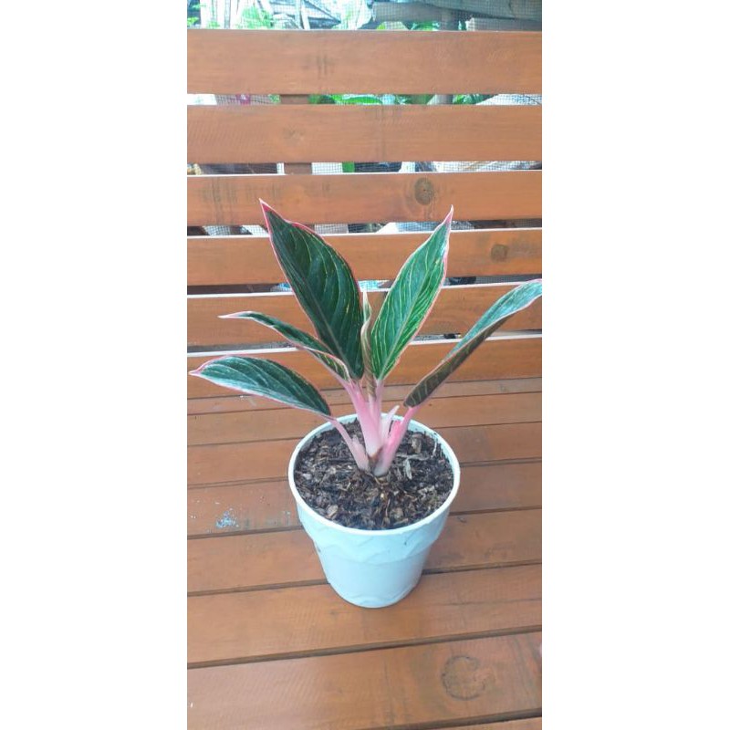 aglonema greg peterpan