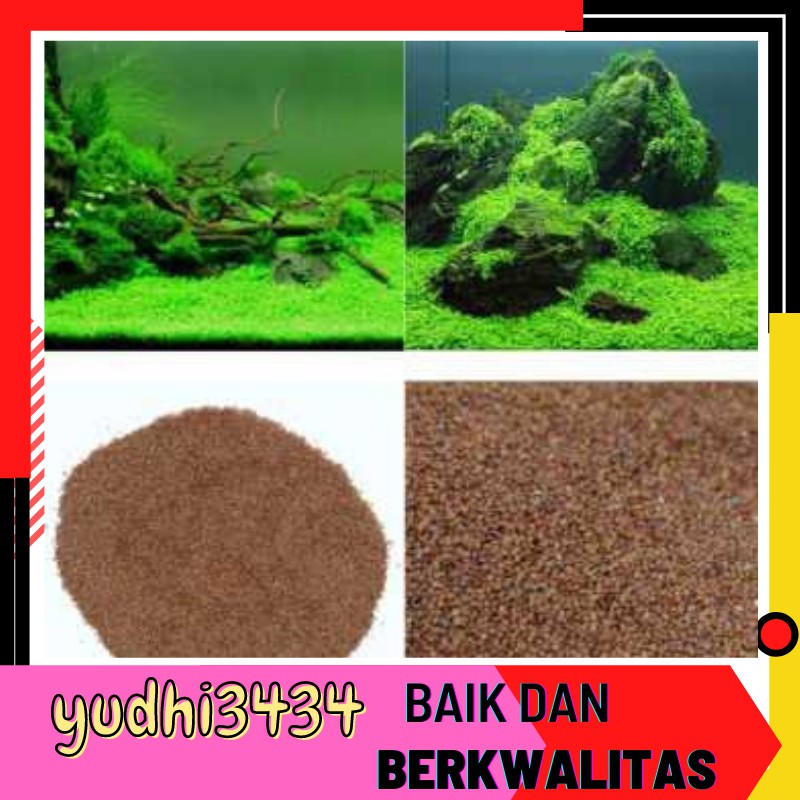 Bibit tanaman rumput aquascape aquarium akuarium koleksi  ikan hias cupang dinding kaca akrilik