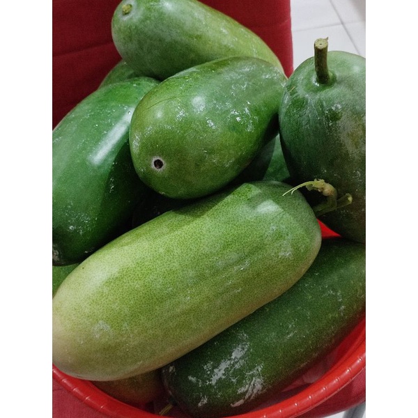 

Buah labu bedak kundur/bligo.tungkua.tangkua berwarna hijau