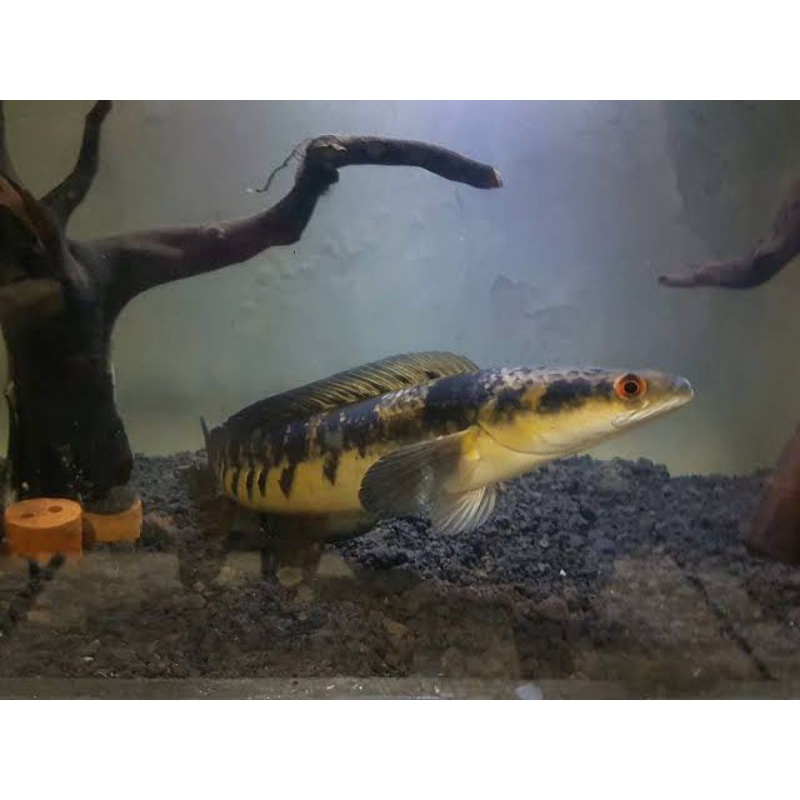 Chana Maru Kapuas Size 30-40cm Red Eyee