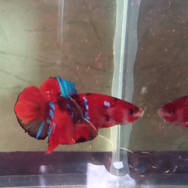 

Ikan cupang red koi galaksy