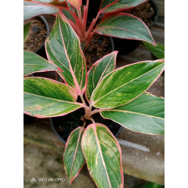 aglonema puding / lipstik pink / aglonema klasik