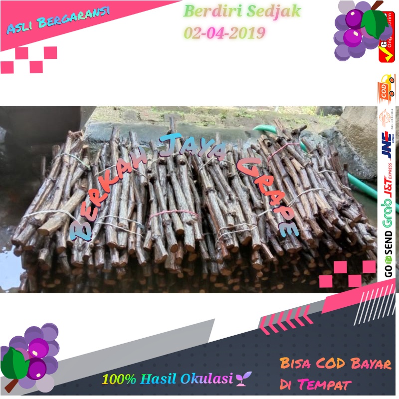 Fresh cutting anggur import 1 paket isi 10 batang