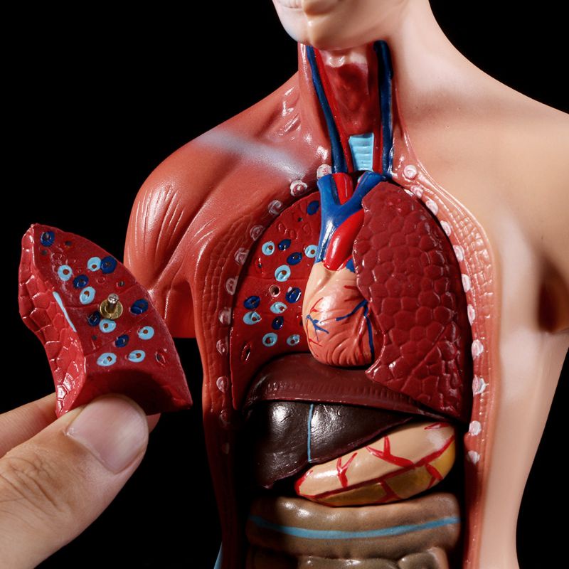 Mary Human Torso Body Model Anatomi Anatomi Organ Internal Medis Untuk Mengajar